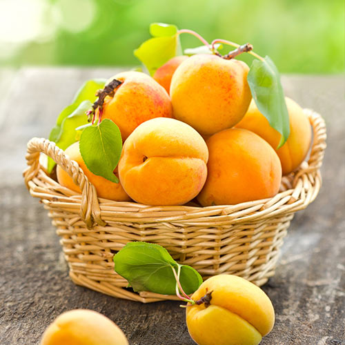 Абрикос Голд Рич изображение 1 артикул 4150