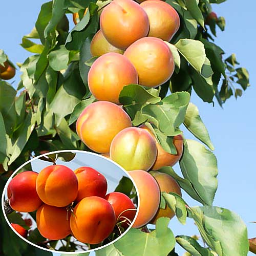 Абрикос колоновидный Звездный изображение 1 артикул 1957