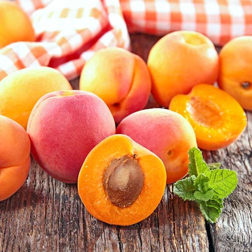 Абрикос Королевский изображение 1 артикул 4143