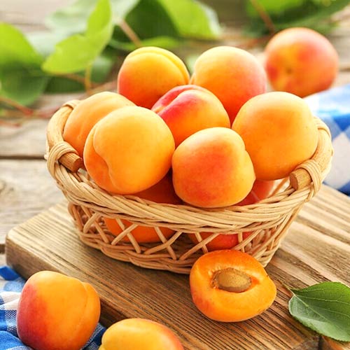 Абрикос Краснощекий изображение 1 артикул 4152