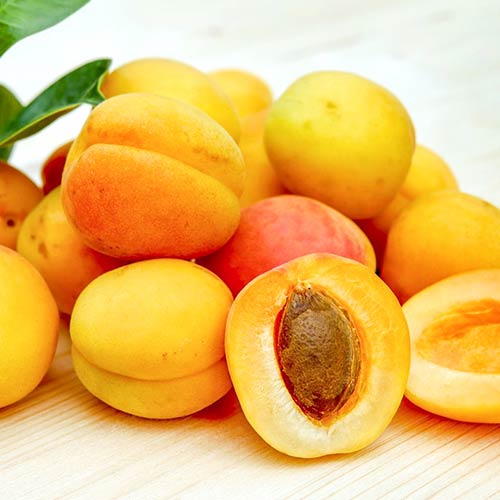 Абрикос Лель изображение 1 артикул 4153