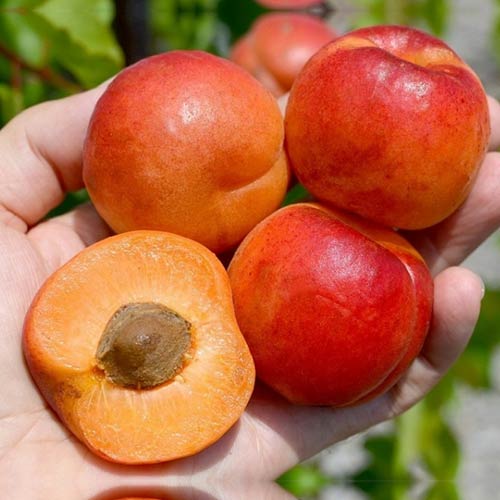 Абрикос Оранж Ред изображение 1 артикул 4155