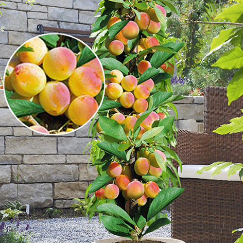 Абрикос колоновидный Принц Март артикул фото 1 Абрикос колоновидный Принц Март изображение 1 артикул 1901