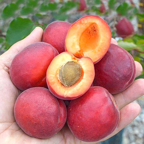 Абрикос Рубин изображение 1 артикул 4146