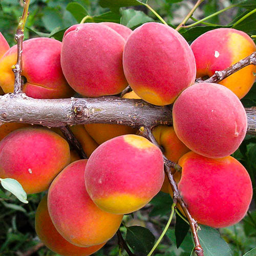 Абрикос Северное сияние изображение 1 артикул 7496