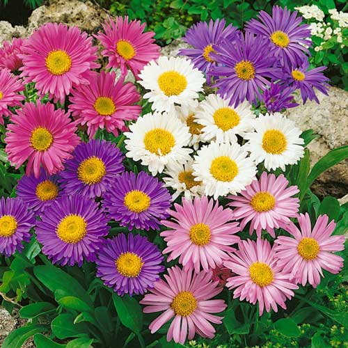 Астра Радуга, смесь окрасок, плазменные семена артикул фото 1 Астра Радуга, смесь окрасок, плазменные семена изображение 1 артикул 58028