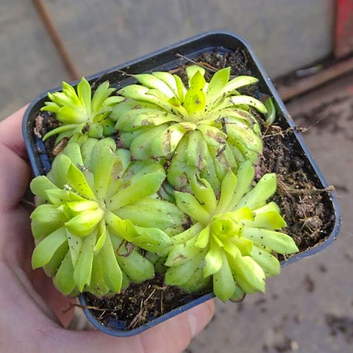 Молодило Фараон изображение 1 артикул 01376