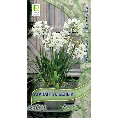 Агапантус Белый, семена изображение 1 артикул 92835