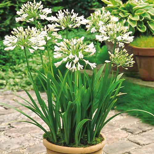 Агапантус Вайт изображение 2 артикул 76158