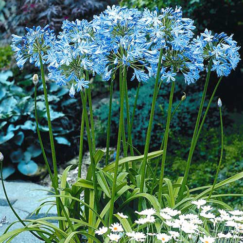 Агапантус Блу Хевен®' изображение 1 артикул 6138