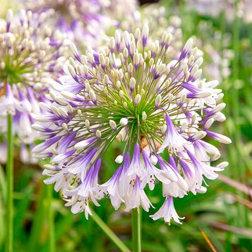 Агапантус Фейерверк изображение 1 артикул 70322