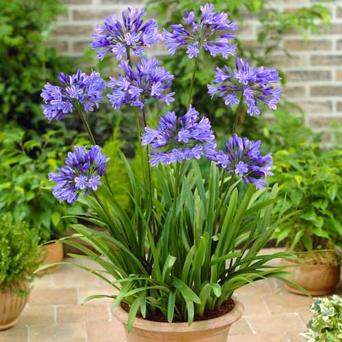 Агапантус Блю изображение 1 артикул 76157