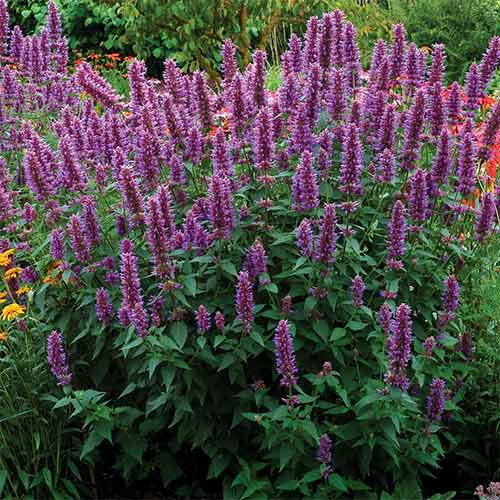 Агастахе (лофант) мексиканский изображение 1 артикул 01302