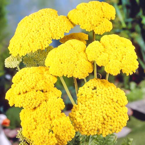 Ахиллея (тысячелистник) Голден Флис изображение 1 артикул 68621