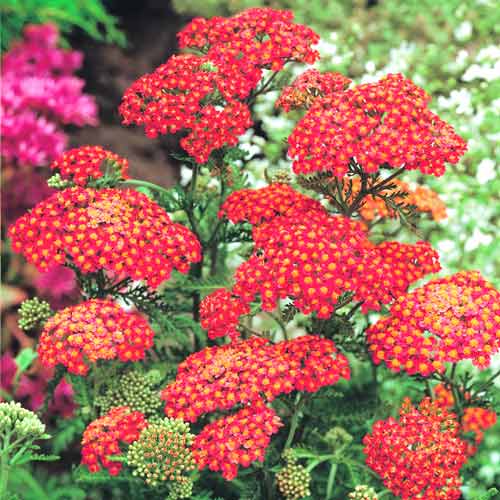 Ахиллея (тысячелистник) Паприка изображение 1 артикул 76154