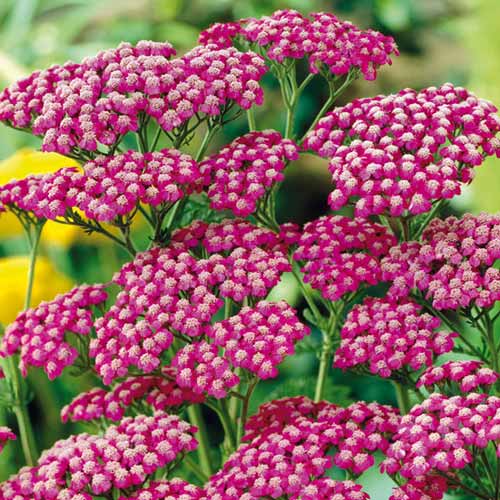 Ахиллея (тысячелистник) Саммервайн изображение 1 артикул 76155