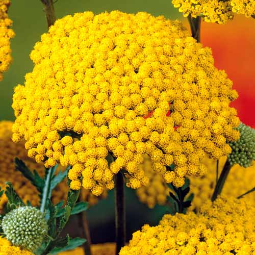 Ахиллея (тысячелистник) Йеллоу изображение 1 артикул 76156