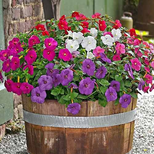 Ахименес, смесь окрасок изображение 1 артикул 67063