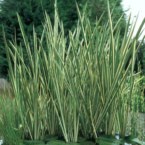 Аир Вариегатус изображение 1 артикул 6133