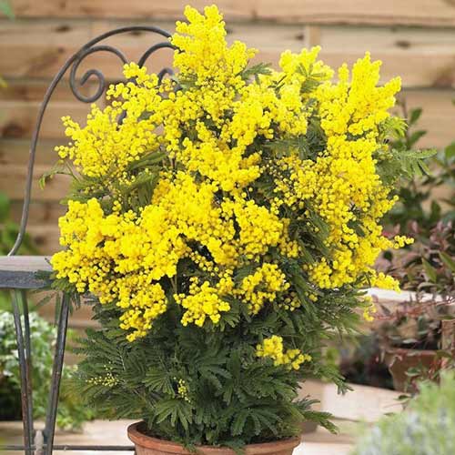 Акация Мимоза изображение 1 артикул 76633