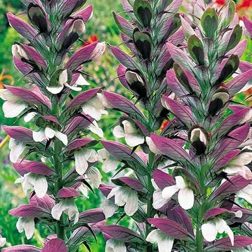 Акантус Моллис изображение 1 артикул 76000