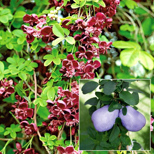 Акебия (Шоколадная лиана) изображение 1 артикул 9200