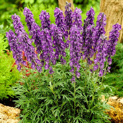 Аконит Ньюри Блю изображение 1 артикул 6132