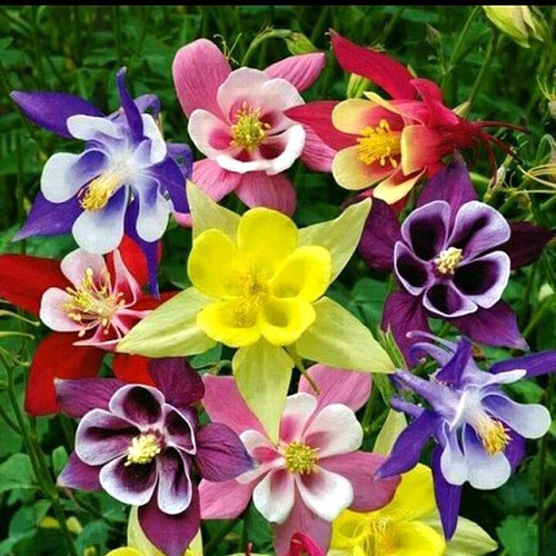 Аквилегия Бидермейер изображение 1 артикул 6156