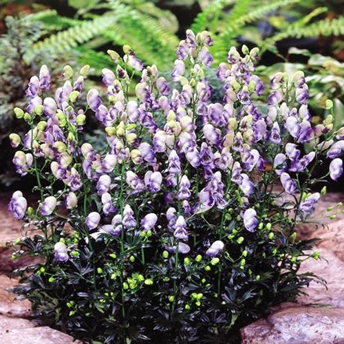 Аконит Биколор изображение 1 артикул 6131