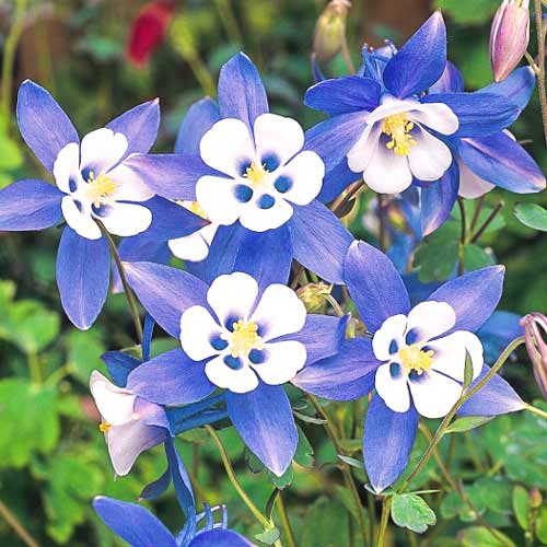 Аквилегия Джевел Блю изображение 1 артикул 68600