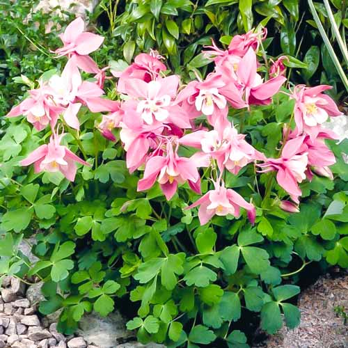 Аквилегия Джевел Пинк изображение 2 артикул 68601