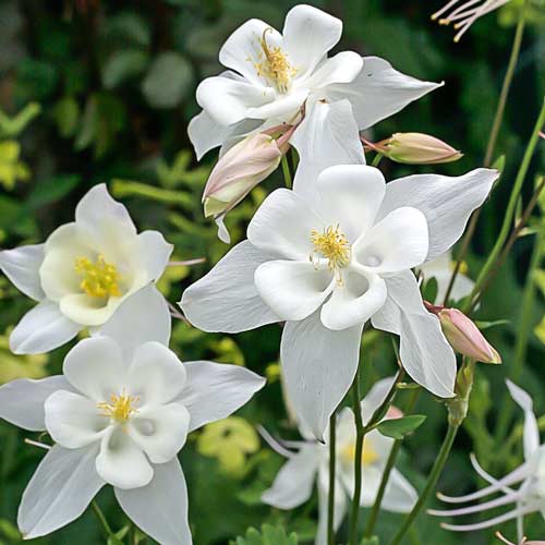 Аквилегия Джевел Уайт изображение 1 артикул 68602