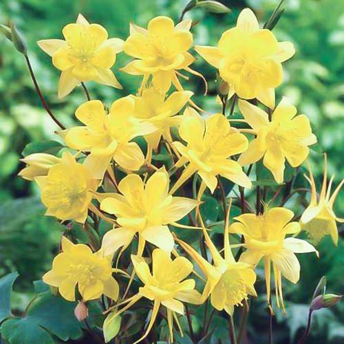 Аквилегия гибридная Желтый кристалл, семена изображение 1 артикул 66900