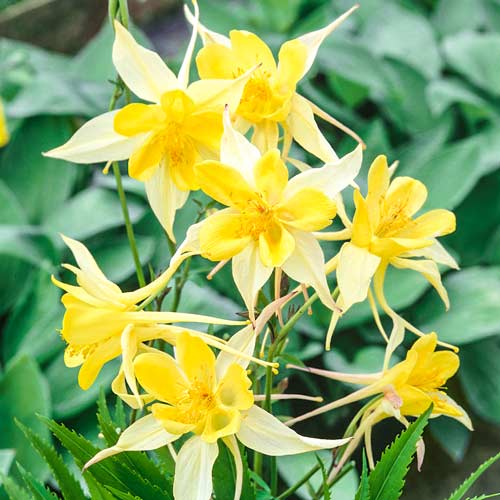 Аквилегия гибридная Кристалл, семена изображение 1 артикул 66001