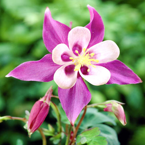 Аквилегия гибридная изображение 1 артикул 76171