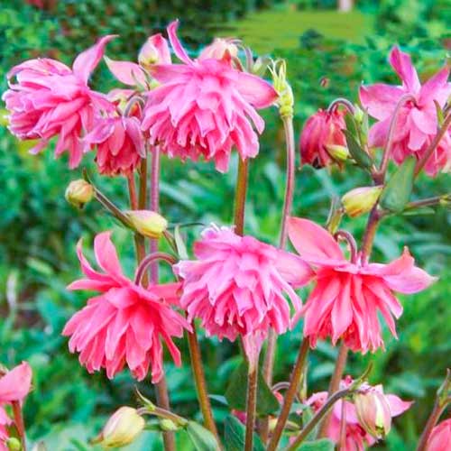 Аквилегия махровая Пинк изображение 1 артикул 70345