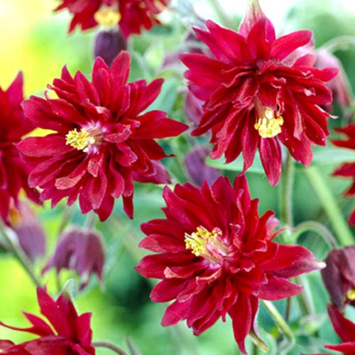 Аквилегия махровая Ред изображение 1 артикул 70347