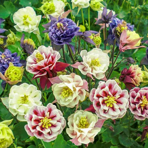 Аквилегия махровая Винки, смесь окрасок изображение 1 артикул 78272