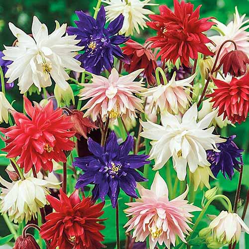 Аквилегия Махровые гиганты, смесь окрасок изображение 1 артикул 78187