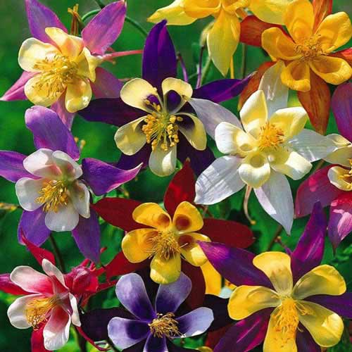 Аквилегия Мак Кана гигант, смесь окрасок изображение 1 артикул 69001