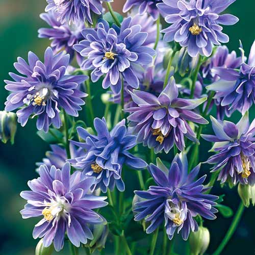 Аквилегия Винки Дабл Блю изображение 1 артикул 76018