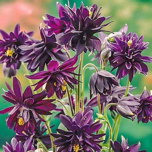 Аквилегия Винки Дабл Пурпл изображение 1 артикул 76020