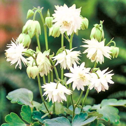 Аквилегия Тауер белая, семена изображение 1 артикул 66002