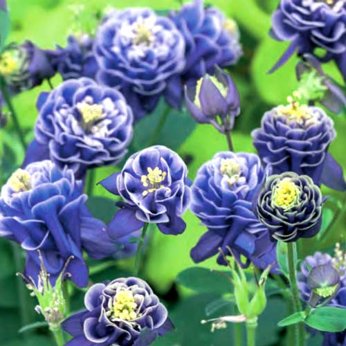 Аквилегия Тауер голубая, семена изображение 1 артикул 66003