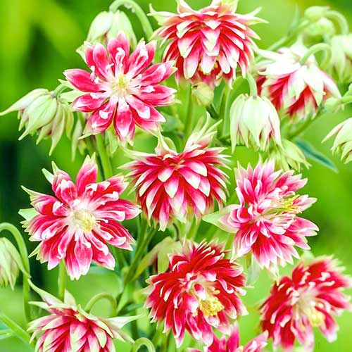 Аквилегия Винки Дабл Пинк изображение 1 артикул 76019