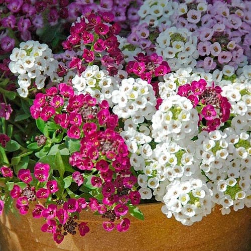 Алиссум Королевский ковер, семена артикул фото 1 Алиссум Королевский ковер, семена изображение 1 артикул 92409