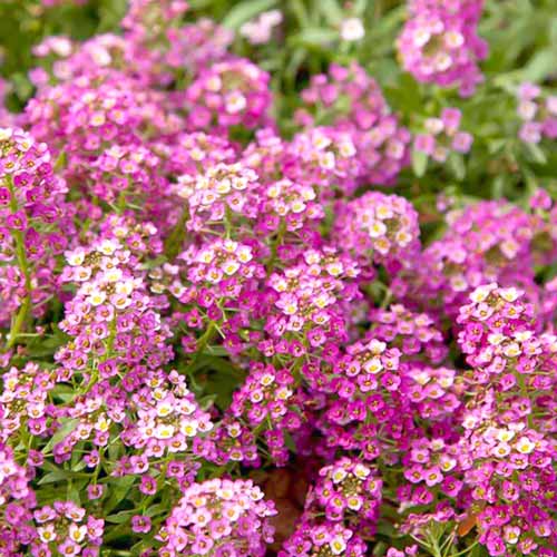 Лобулярия Королевский ковер, смесь окрасок артикул фото 1 Лобулярия Королевский ковер, смесь окрасок изображение 1 артикул 69947