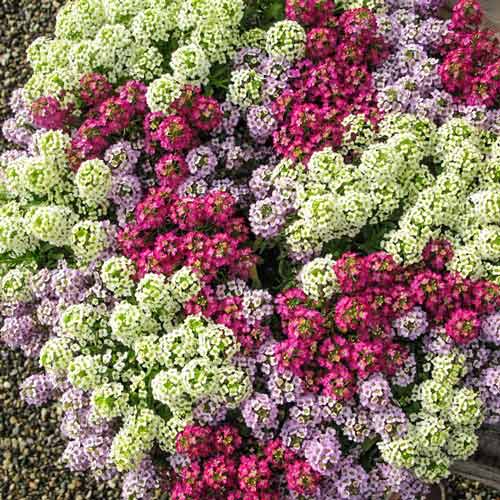 Алиссум Магический ковер, смесь окрасок изображение 1 артикул 78103