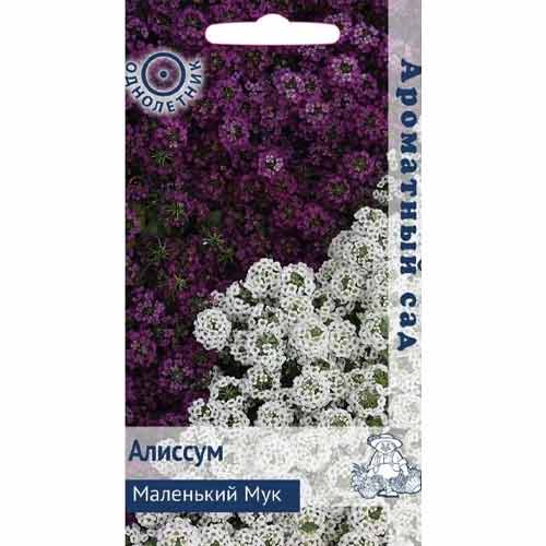 Алиссум Маленький Мук Поиск изображение 1 артикул 92852