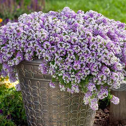 Алиссум Пасхальная шляпа лавандовый изображение 1 артикул 73616